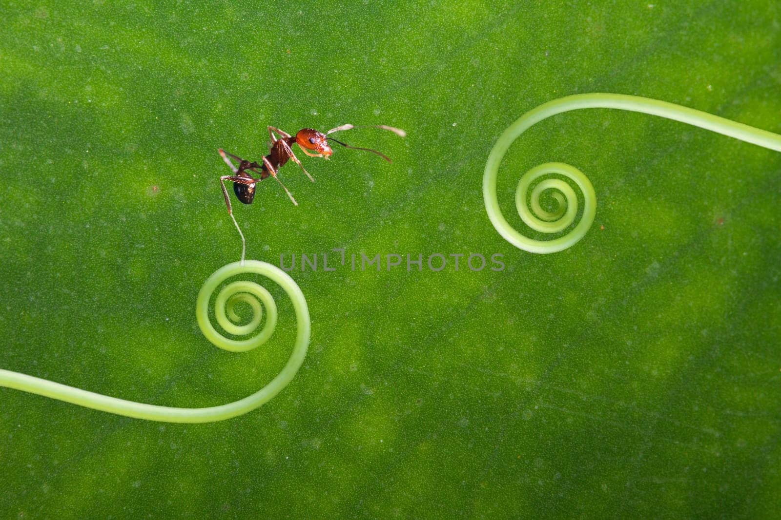 ANT stand on the green plant for adv or others purpose use