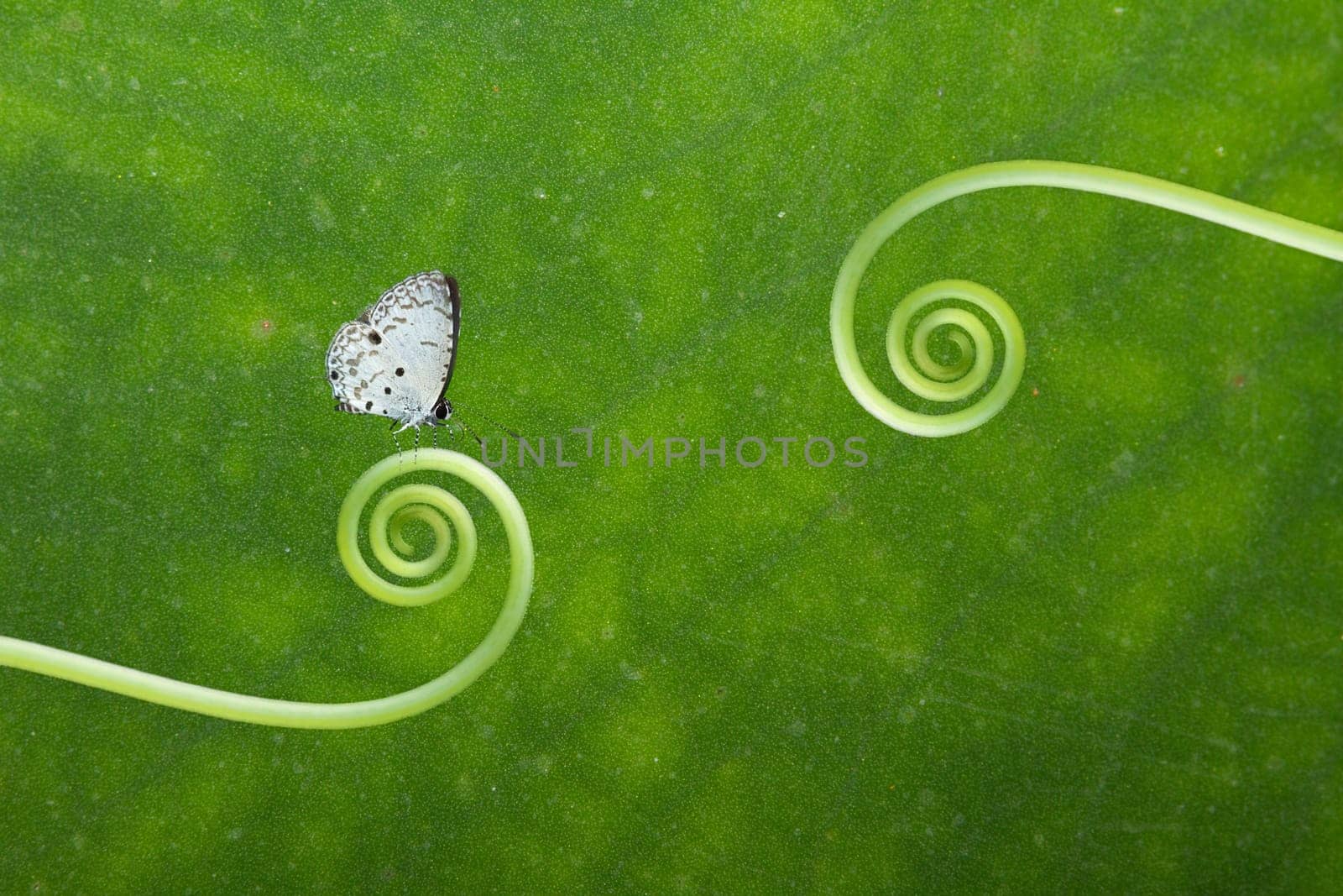 Butterfly on the plant for adv or others purpose use