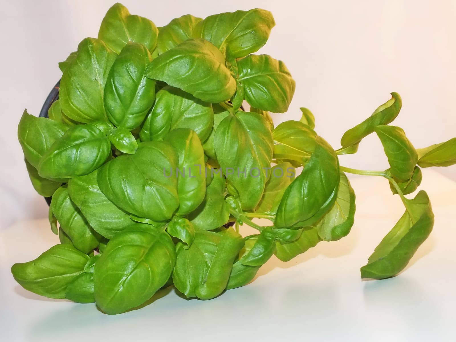 basil