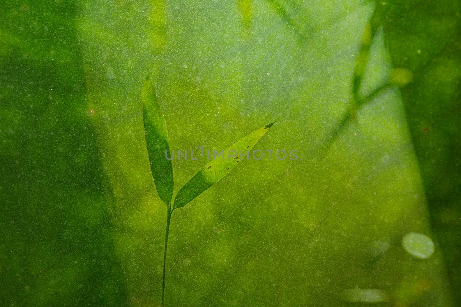 natural green background with selective focus