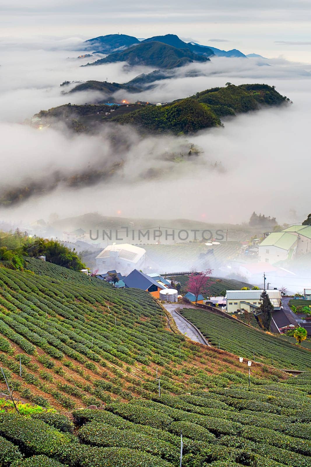 Amazing mountain of cloud with mountains and tree