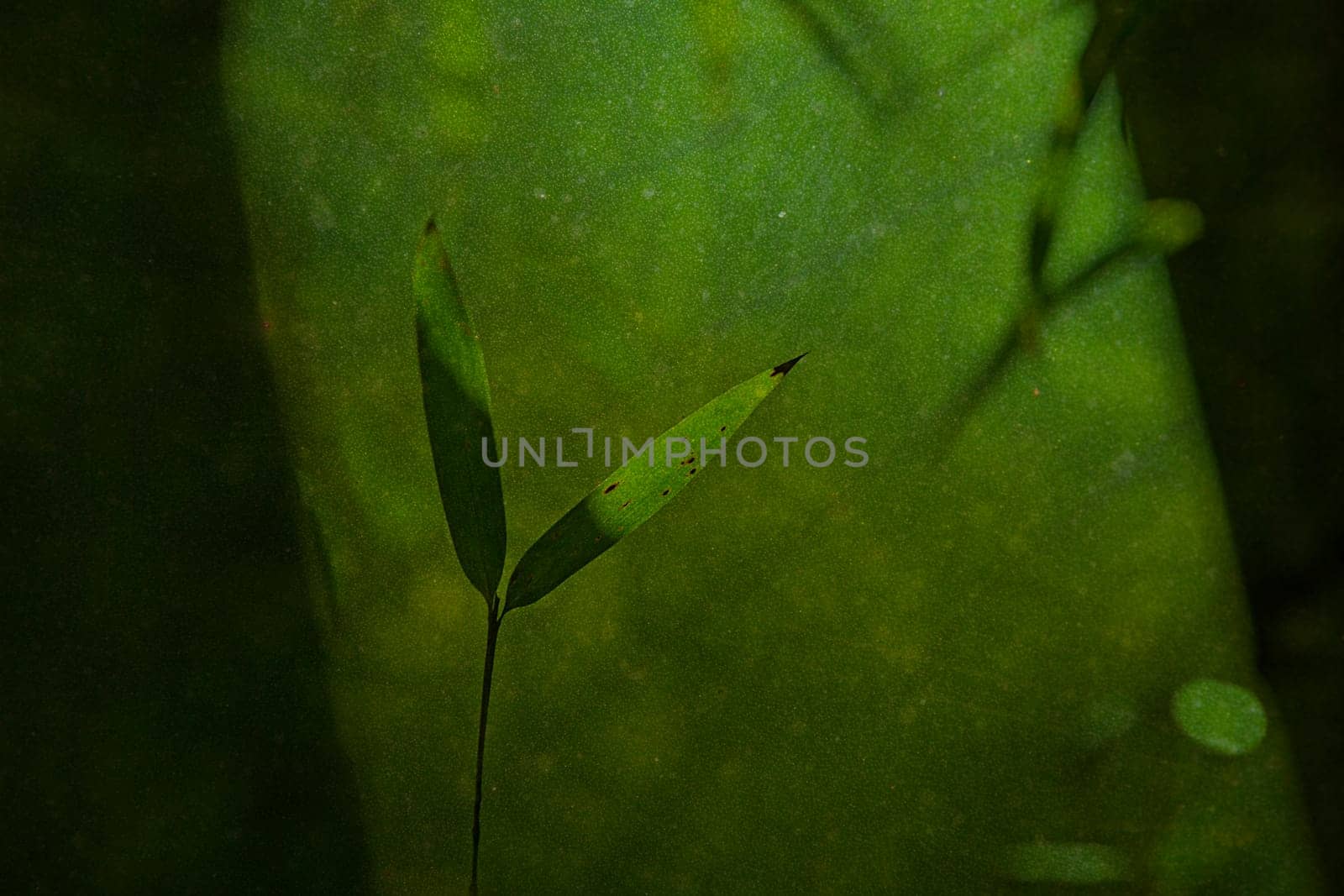 natural green background with selective focus