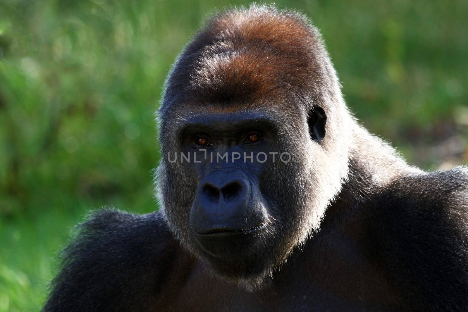 Silverback