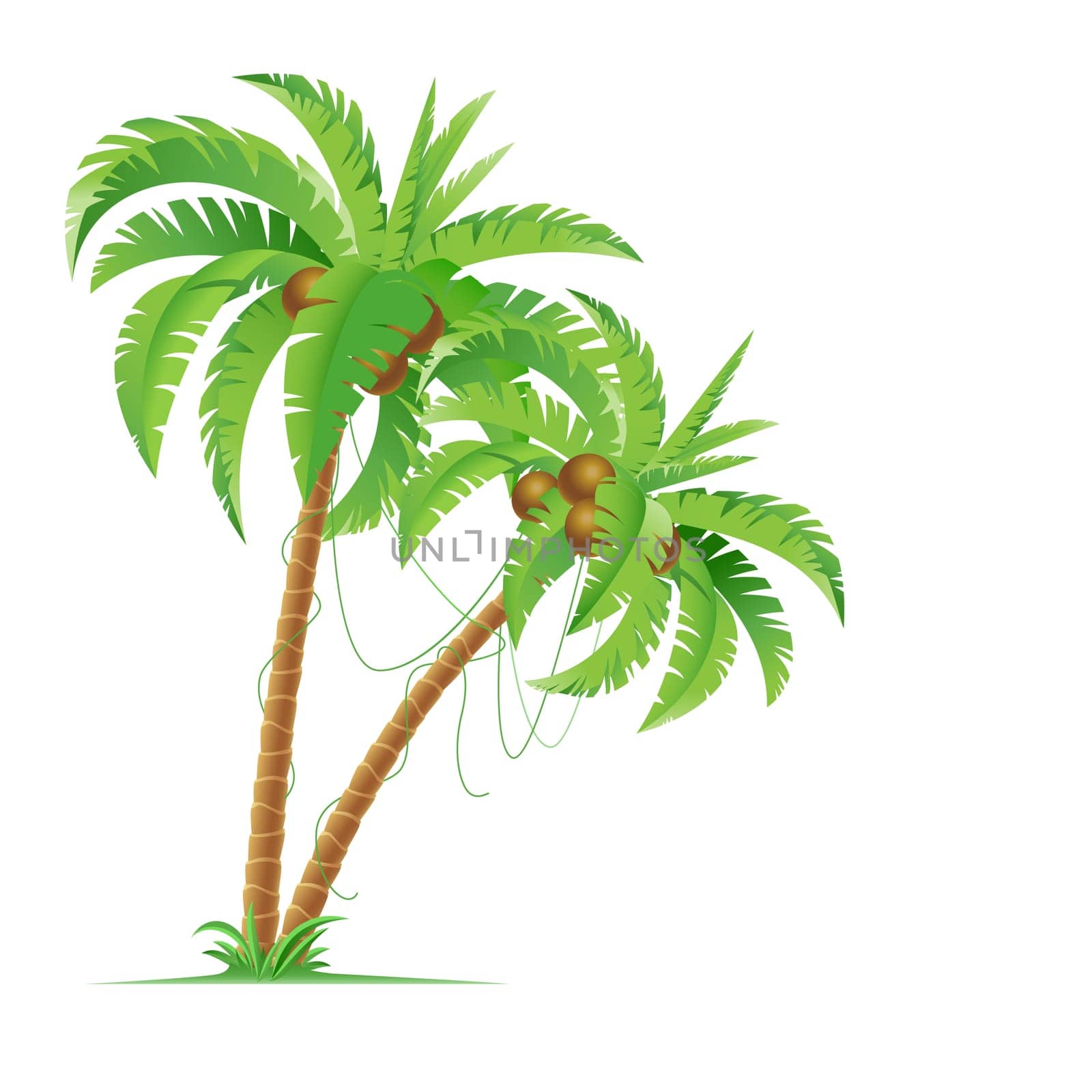 Two palm trees. Illustration for design on white background