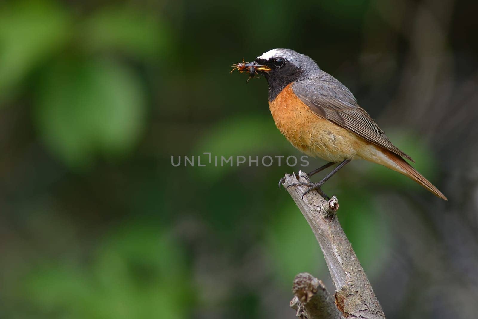 Common redstart