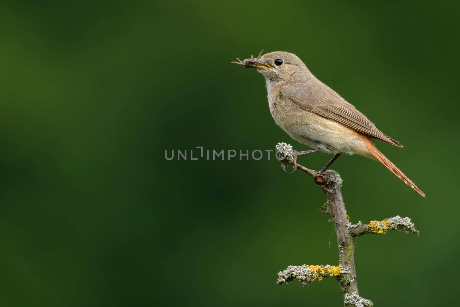 Common redstart