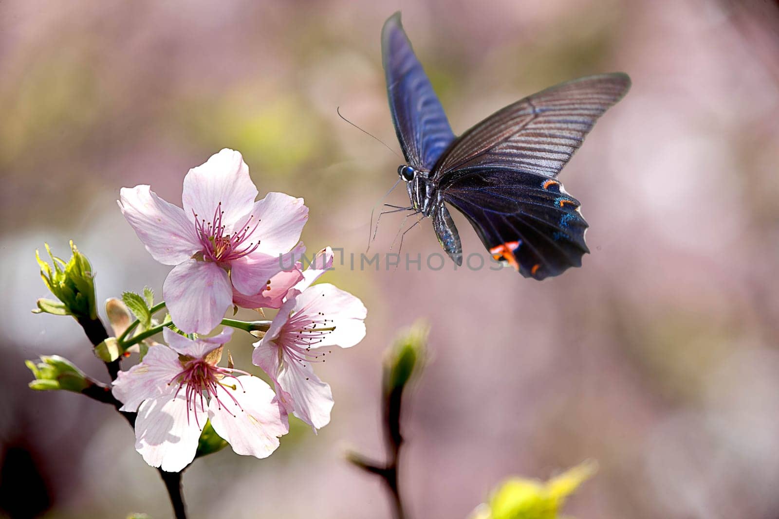 Beautiful butterfly on the flower for adv or others purpose use