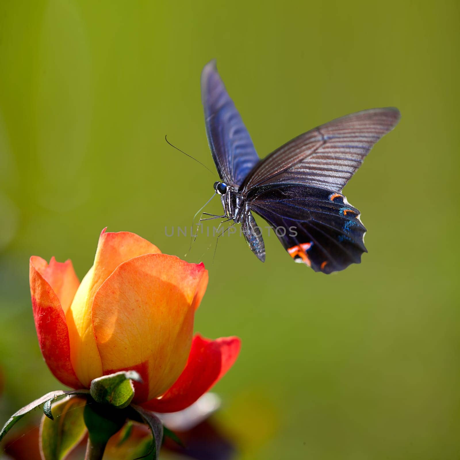 Beautiful butterfly on the flower for adv or others purpose use