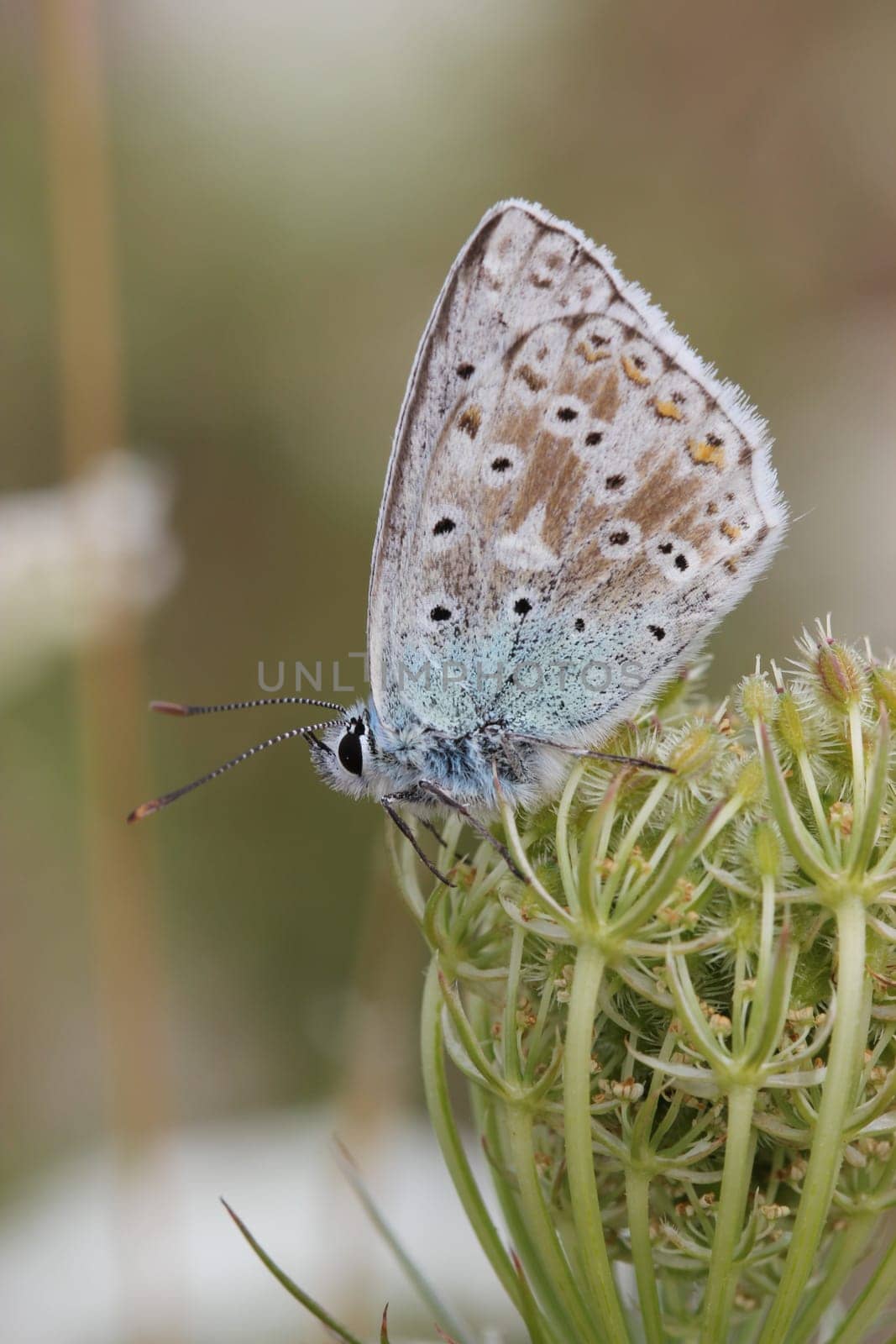 Silver-green blue (Polyommatus coridon) on wild carrot