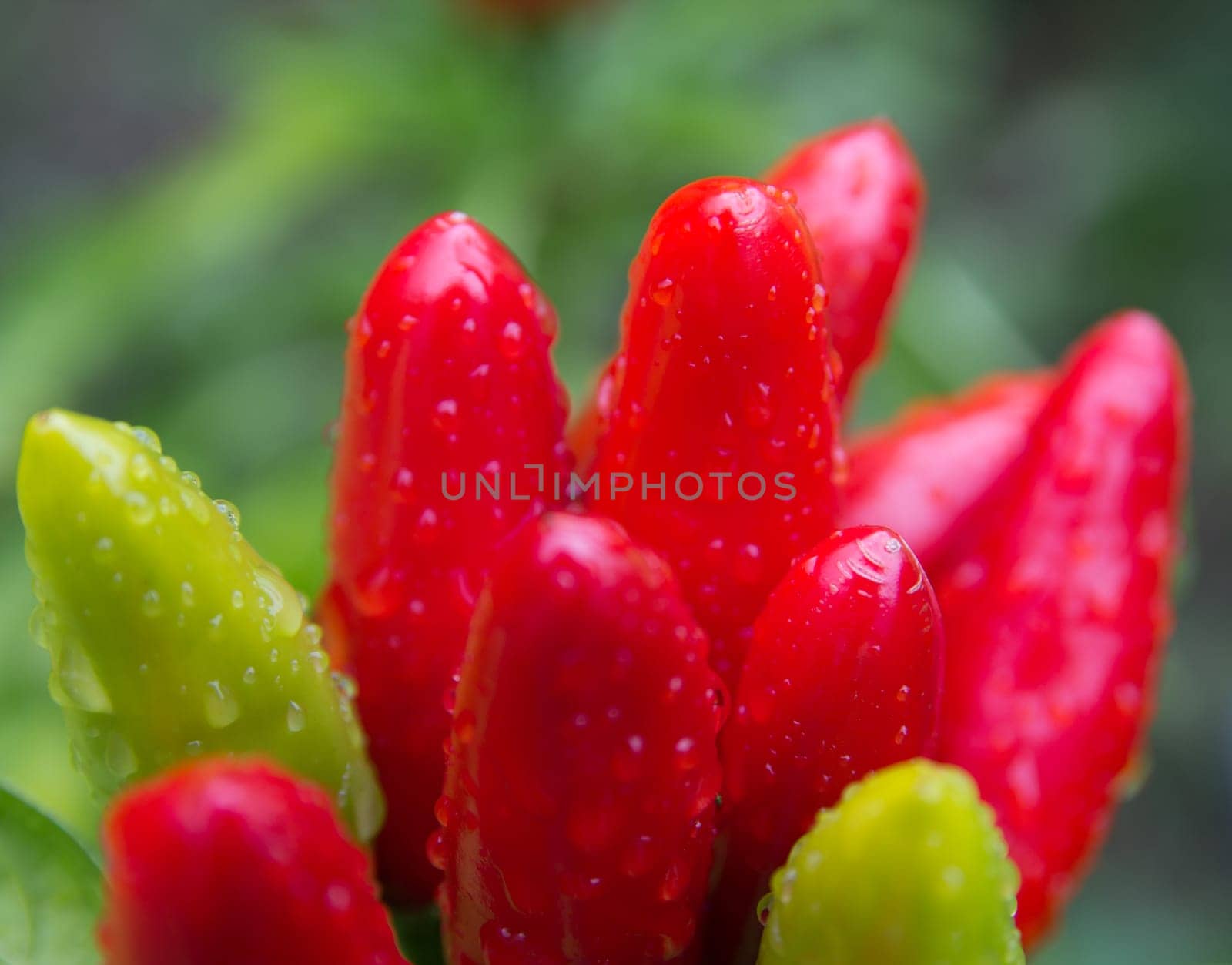 chili picante a mazetti