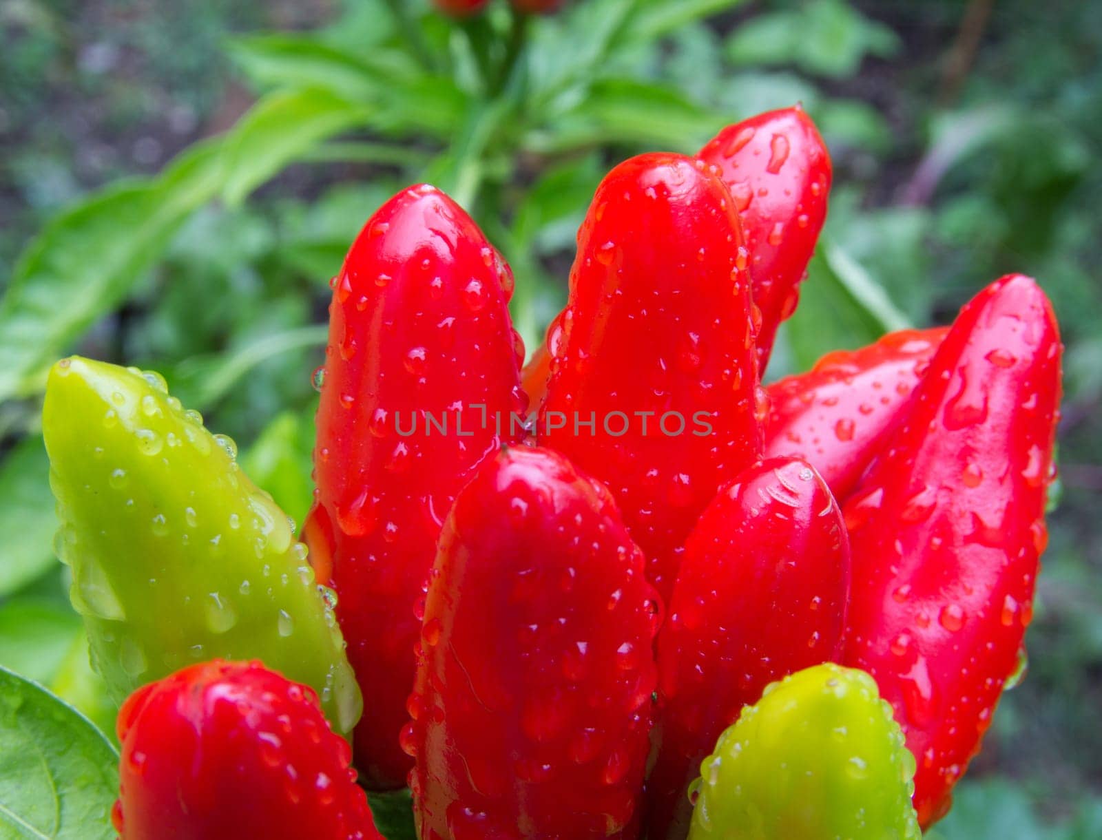 chili picante a mazetti