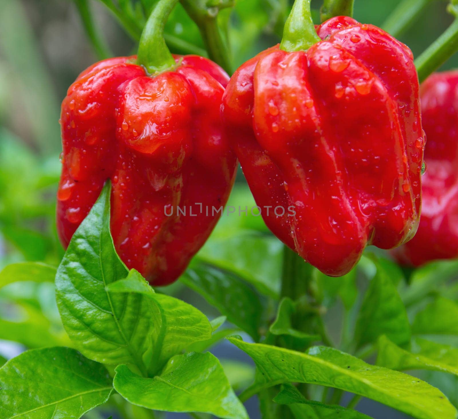 Habanero red savina