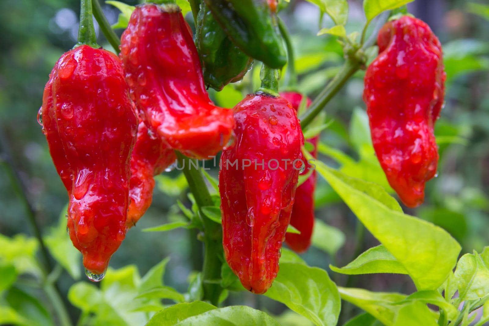 Chili Bhut Jolokia