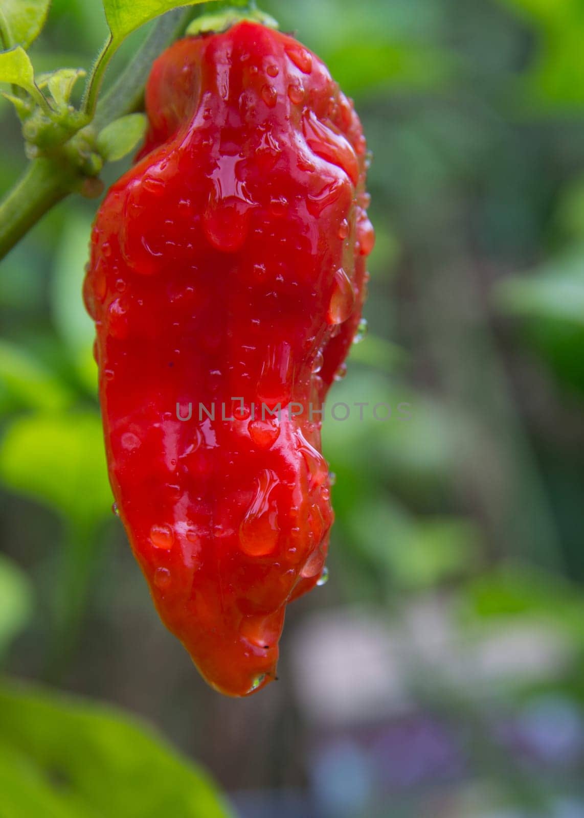 Chili Bhut Jolokia