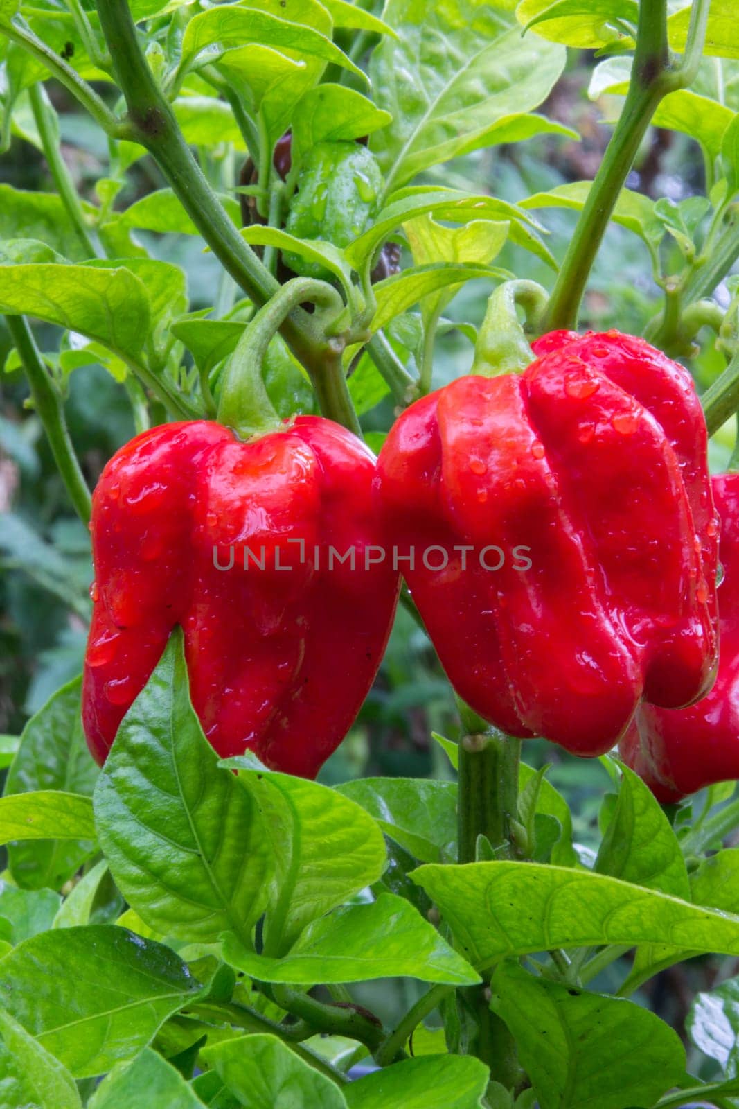 Habanero red savina
