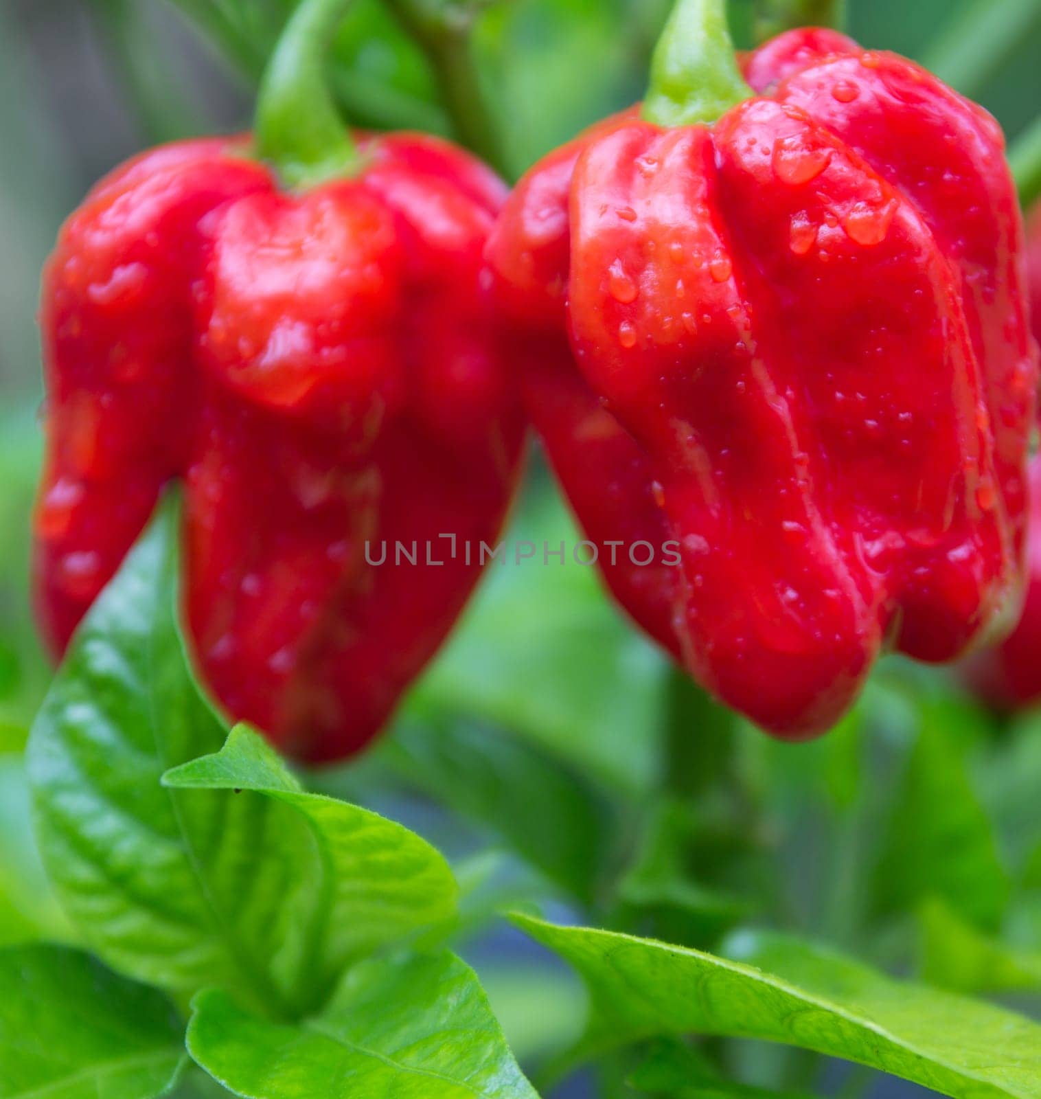 Habanero red savina
