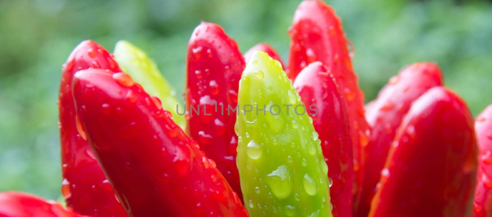chili picante a mazetti