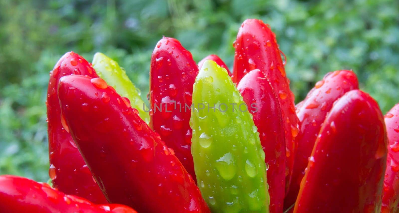chili picante a mazetti