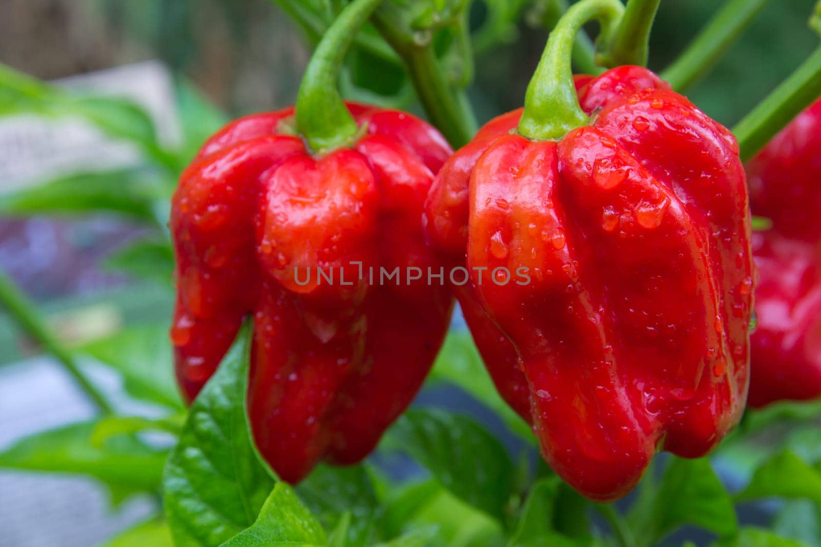 Habanero red savina