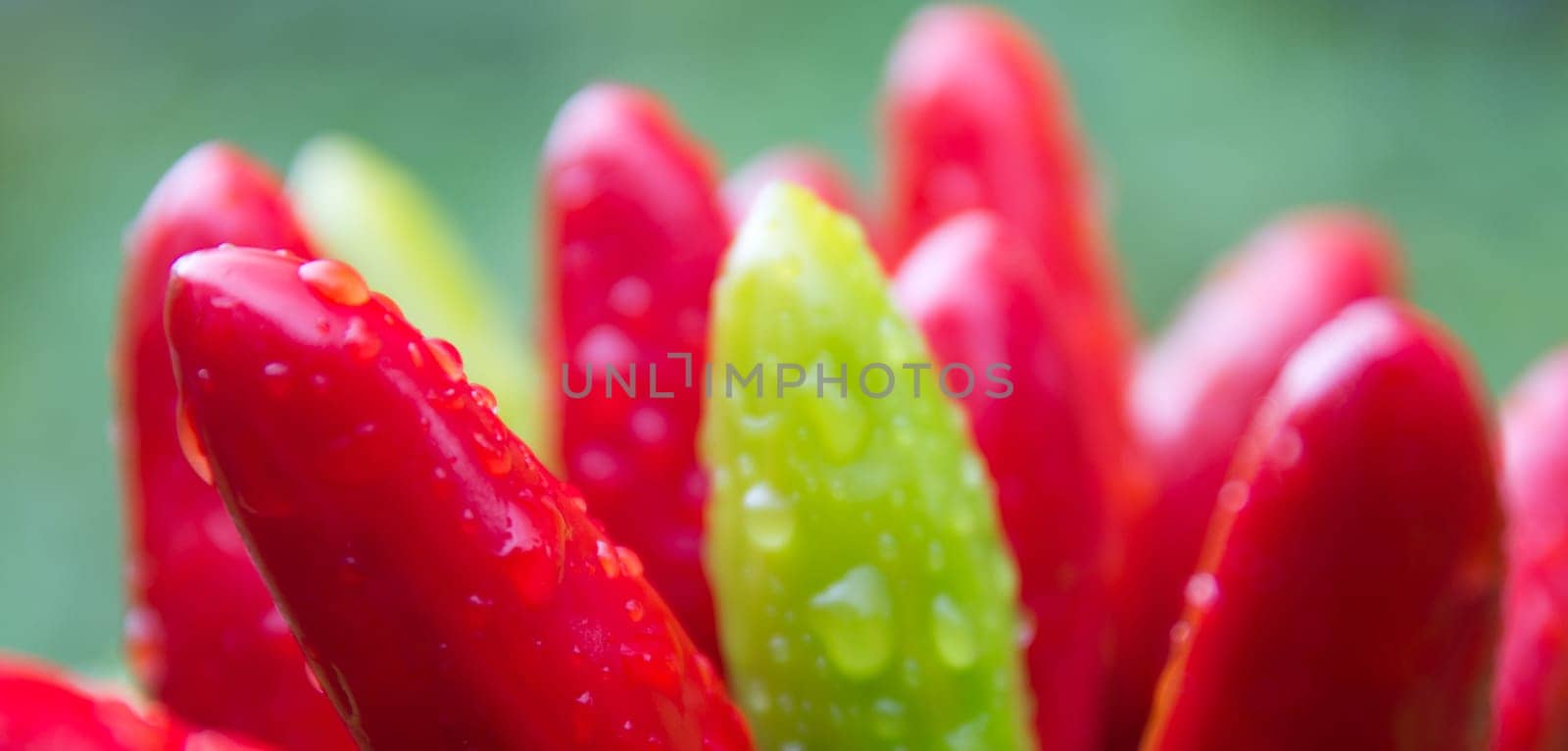 chili picante a mazetti