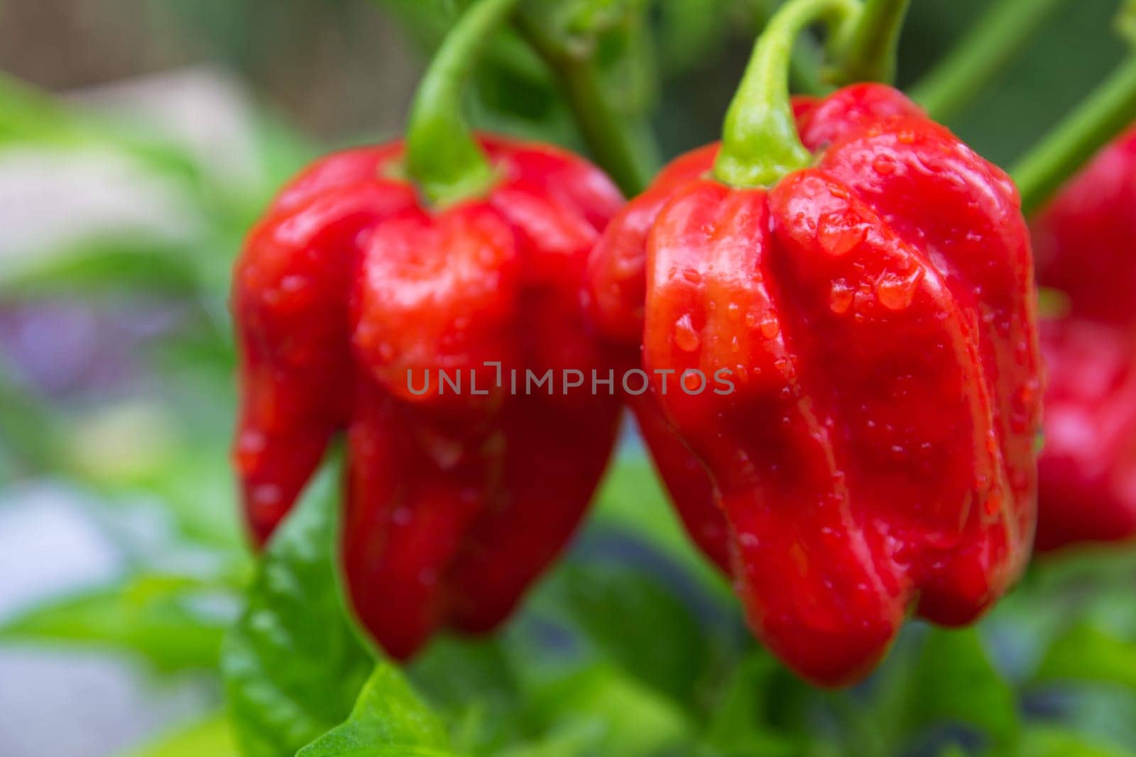 Habanero red savina