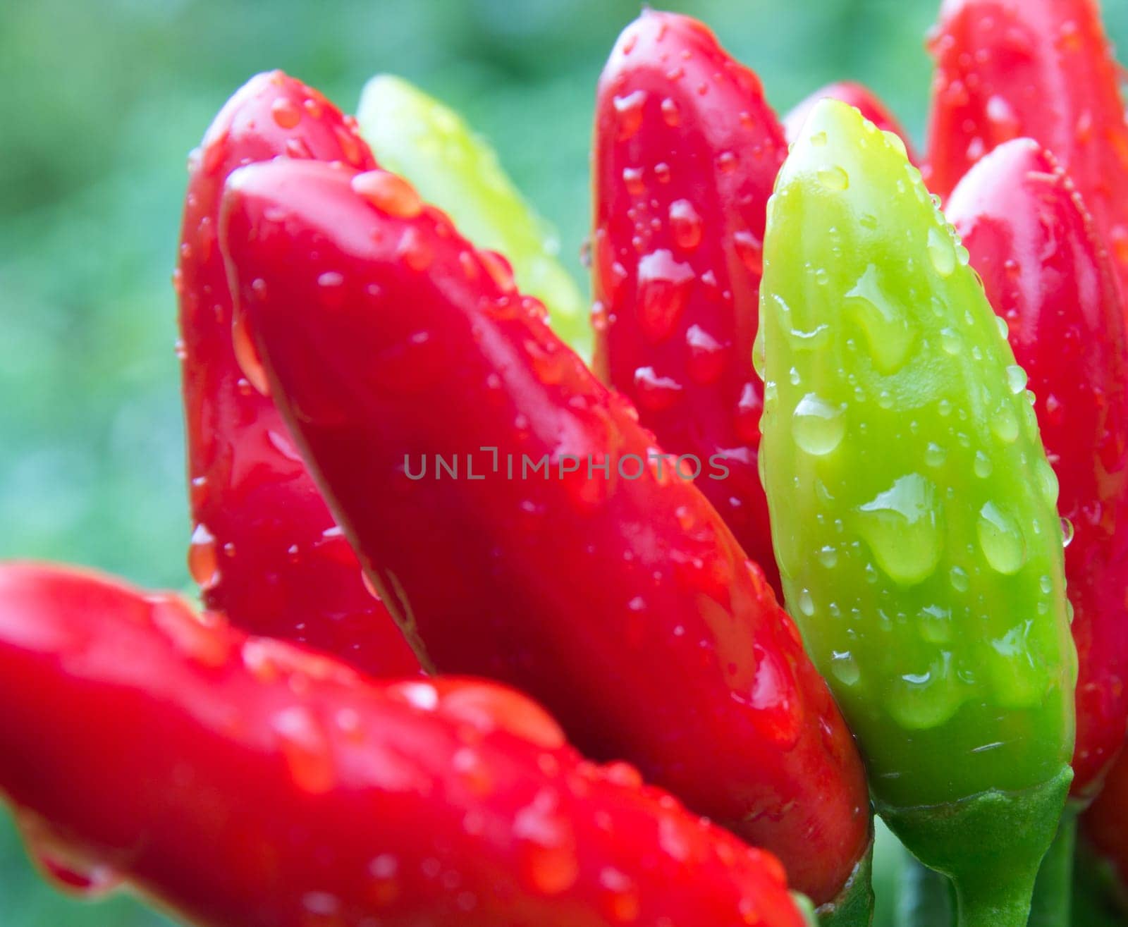 chili picante a mazetti
