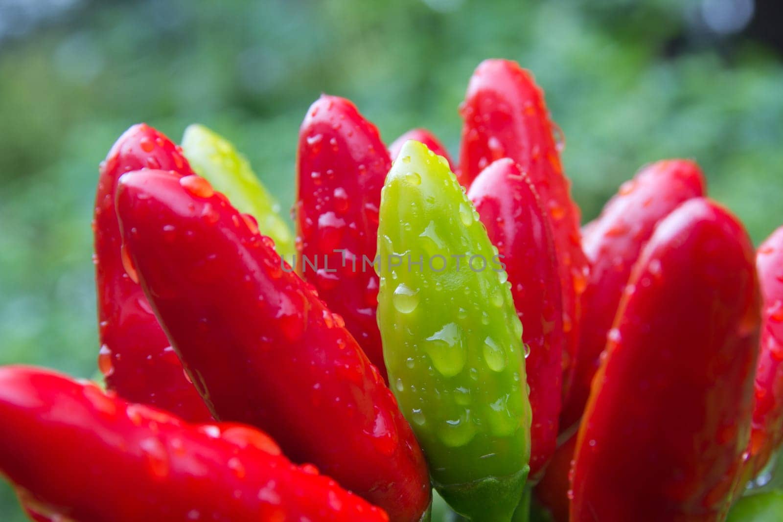 chili picante a mazetti
