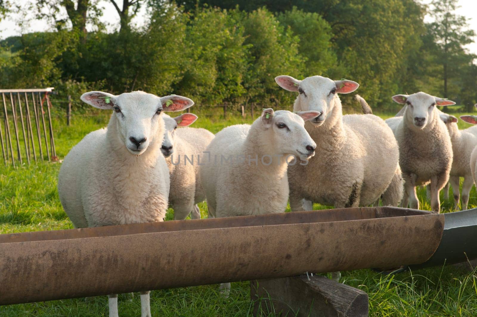 sheep besides a feeding and drinking trough
