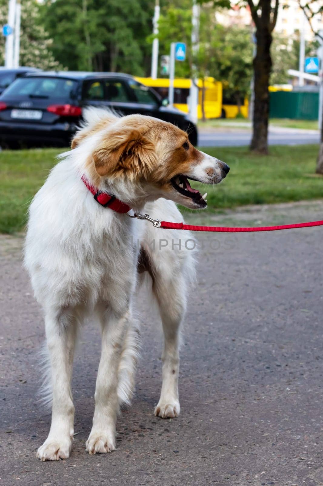 White fluffy dog walking in the park close up