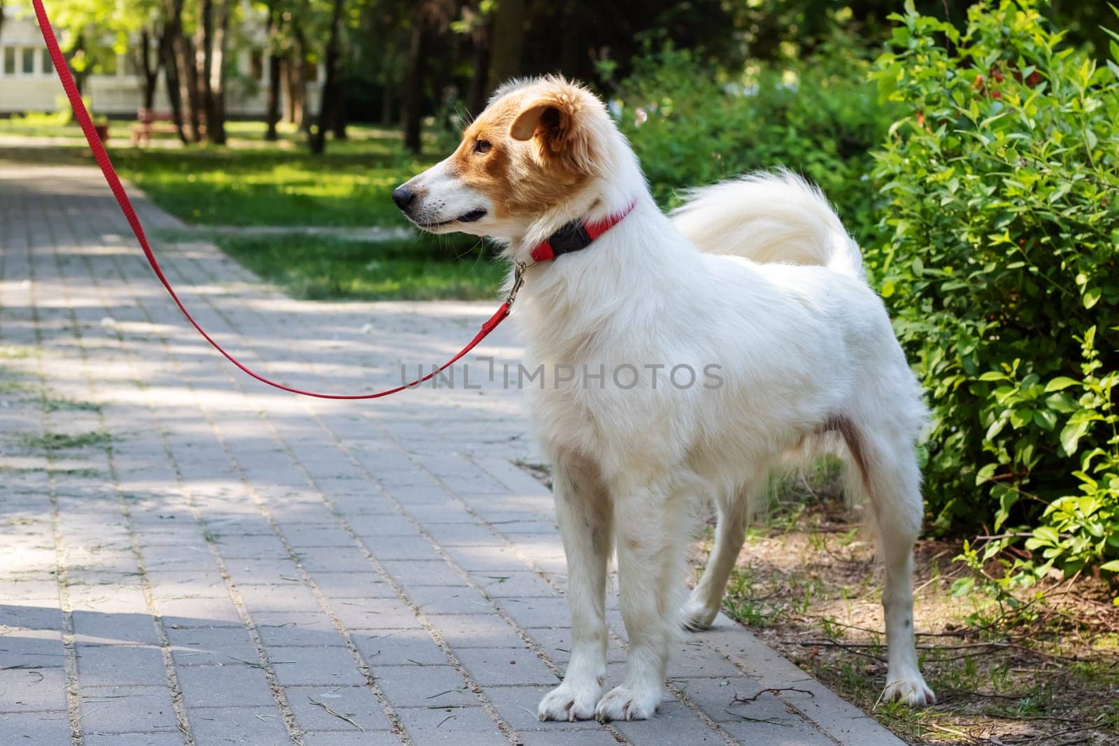 White fluffy dog walking in the park close up