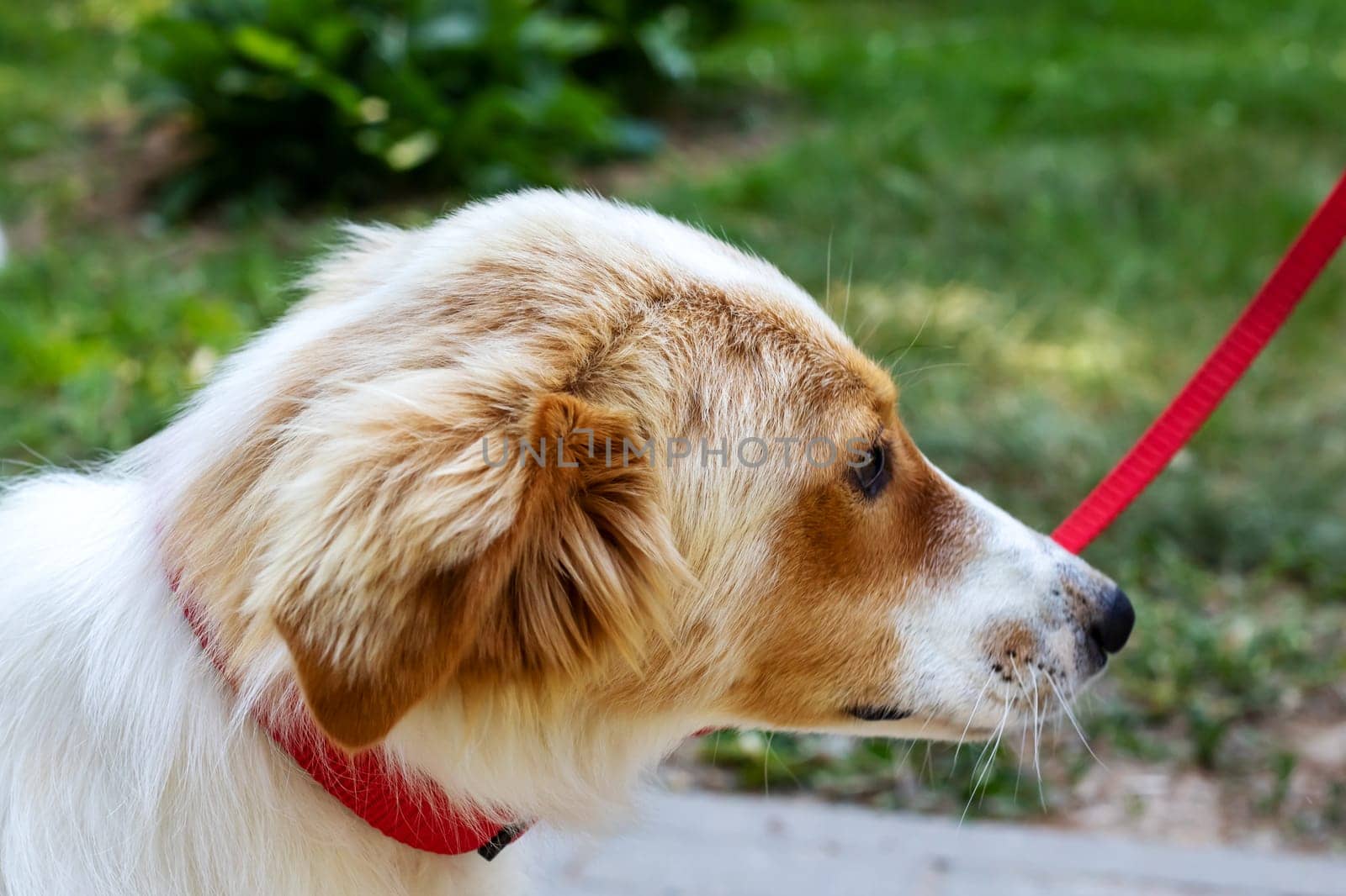 Red shaggy dog smiling in the park by Vera1703