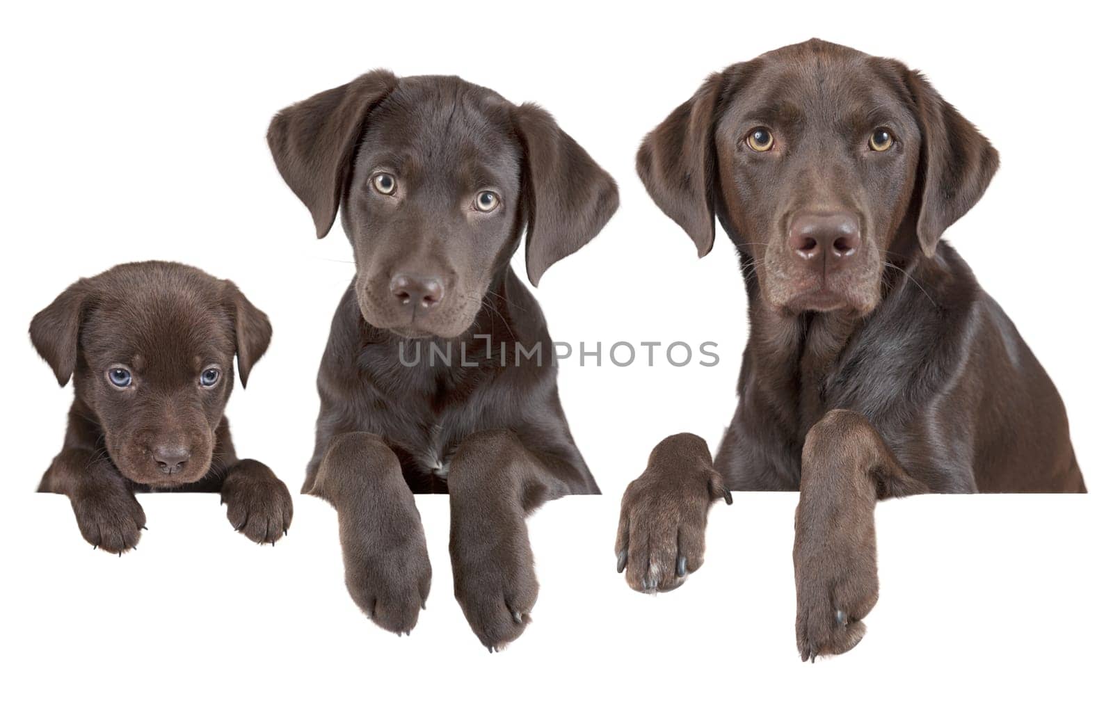 Dog's life growing stages (from puppy to adulthood)