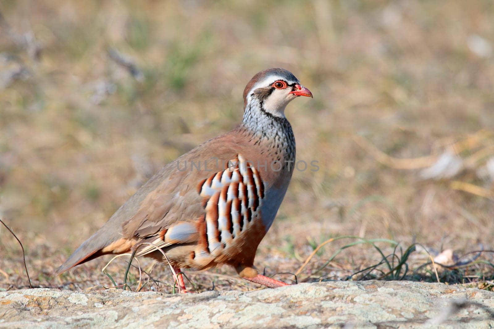 red legged partridge wild fleeing through the field in hunting season
