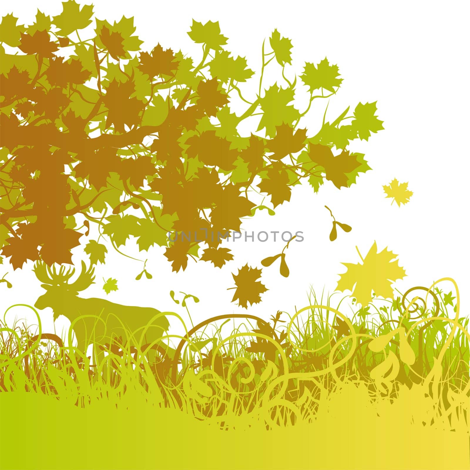 Deciduous forest,maple and moose
