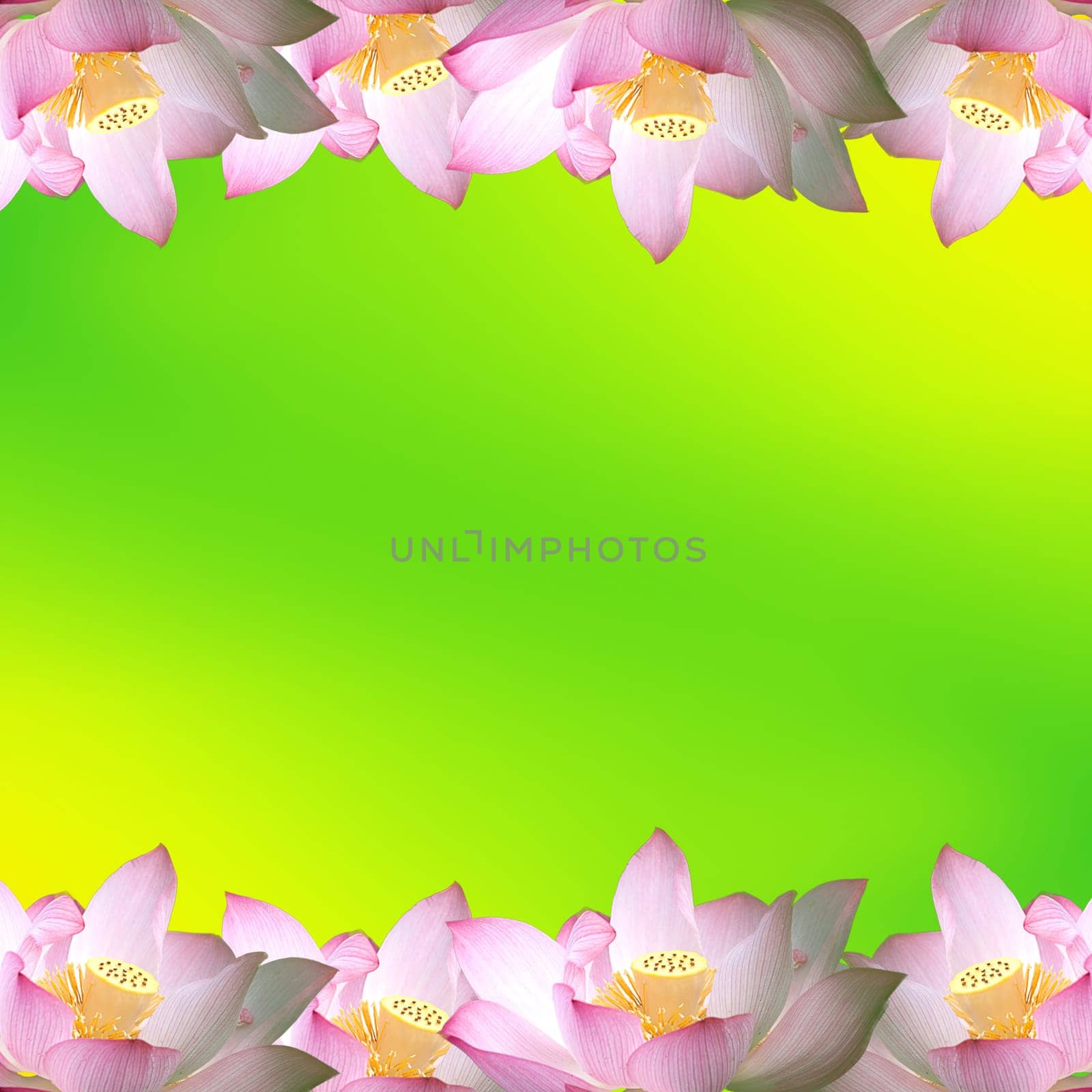 Pink water lily flower (lotus) and colorful background.