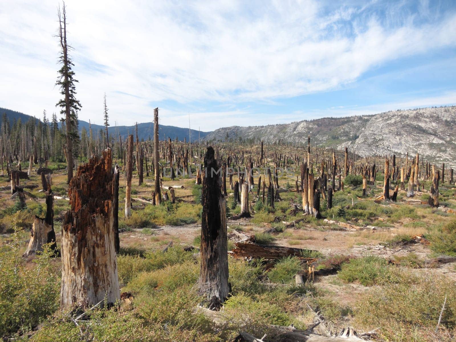 Dead trees after forest fire