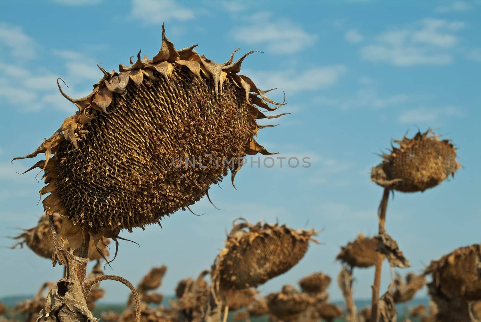Ripe Sunflower