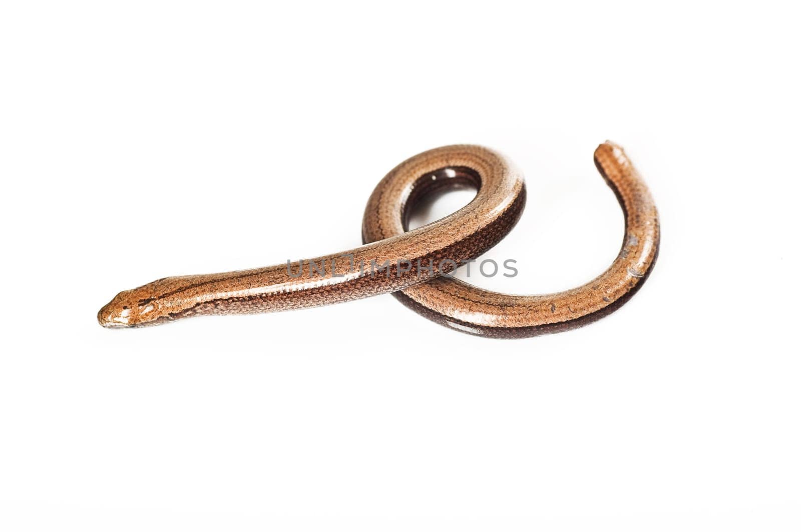 Young slow worm