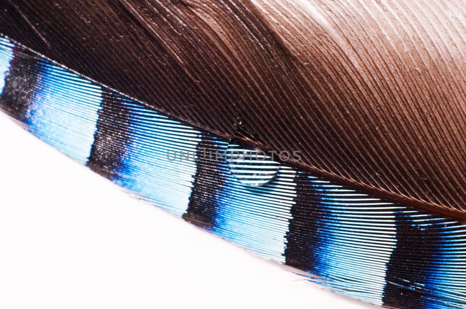 Close-up of a blue feather