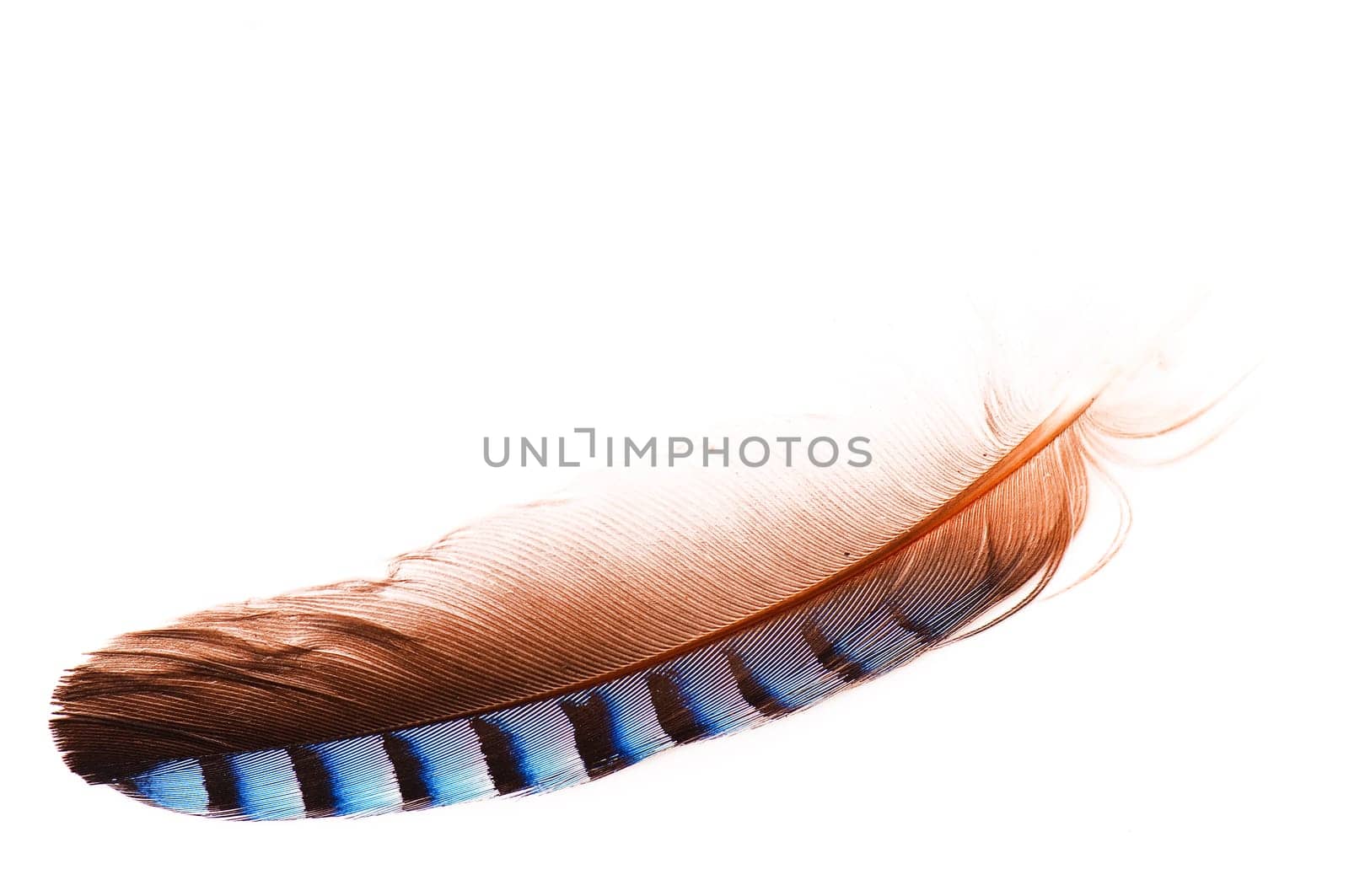 Close-up of a blue feather