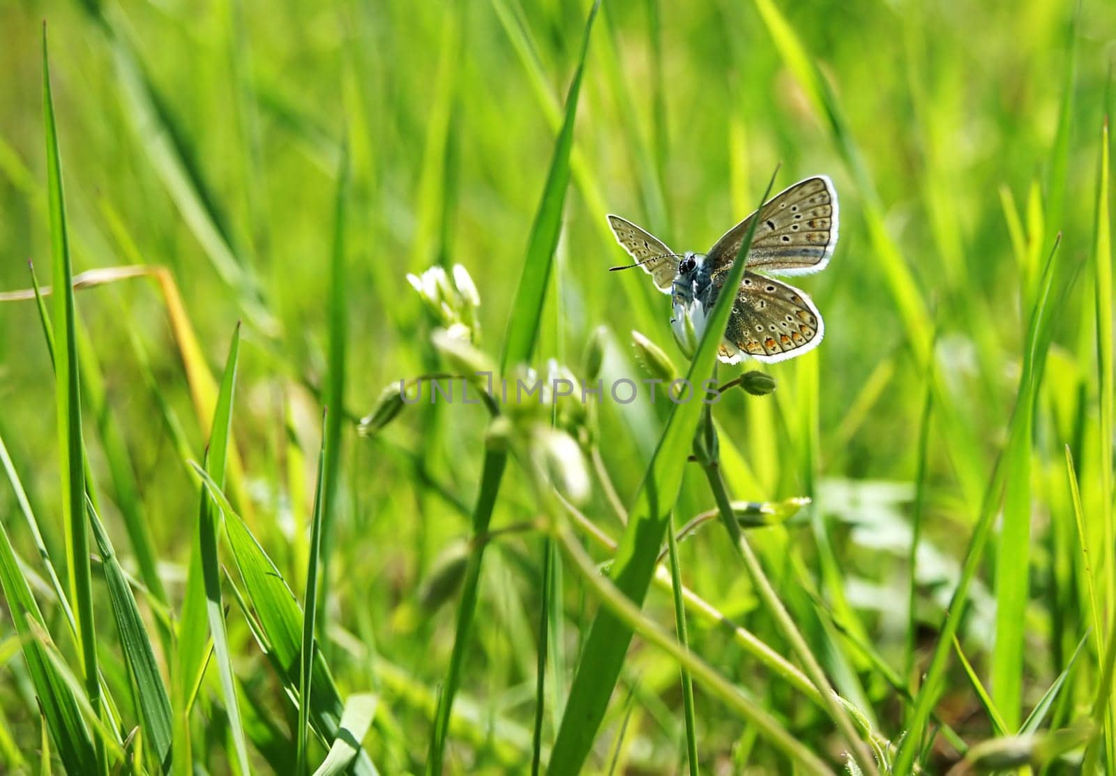 A Polyommatus bellargus photographed in a meadow landscape with backlight.