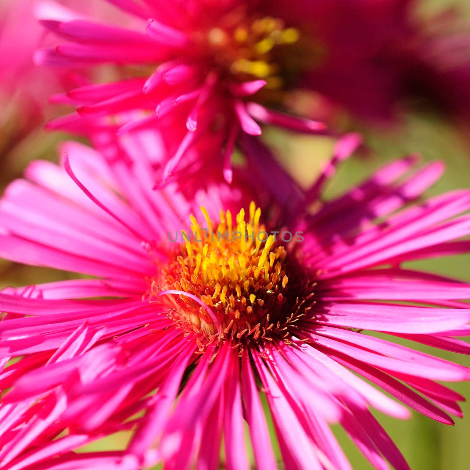 Autumn asters
