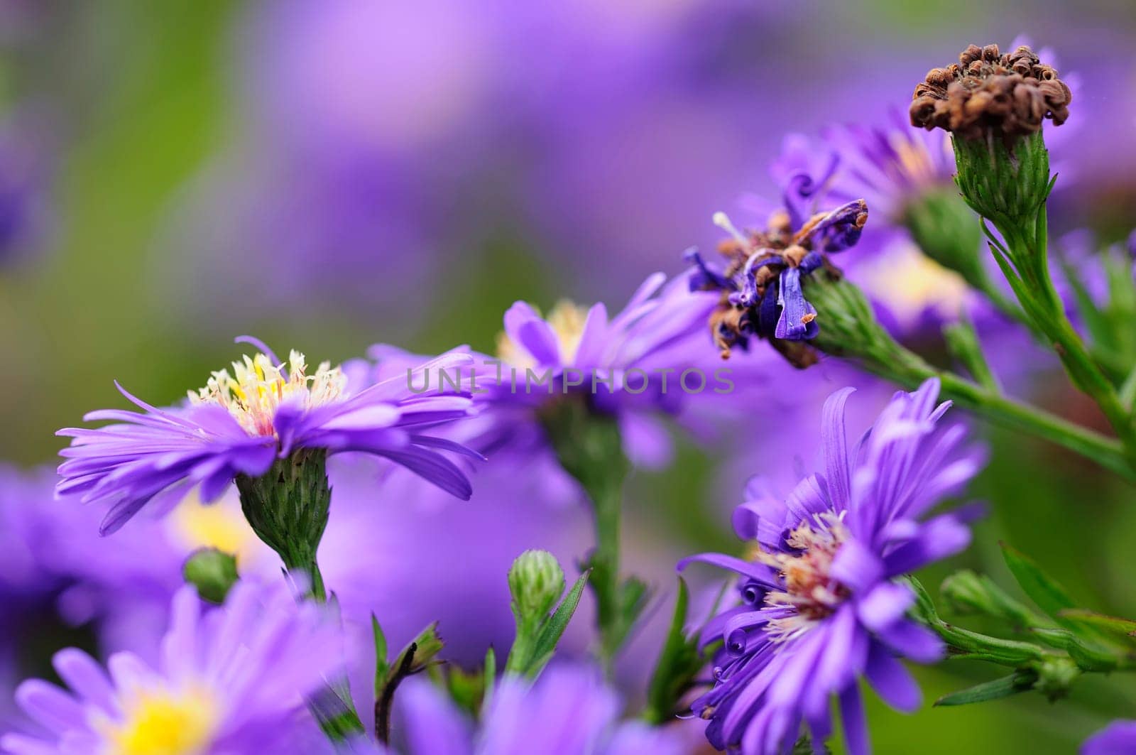 Autumn asters