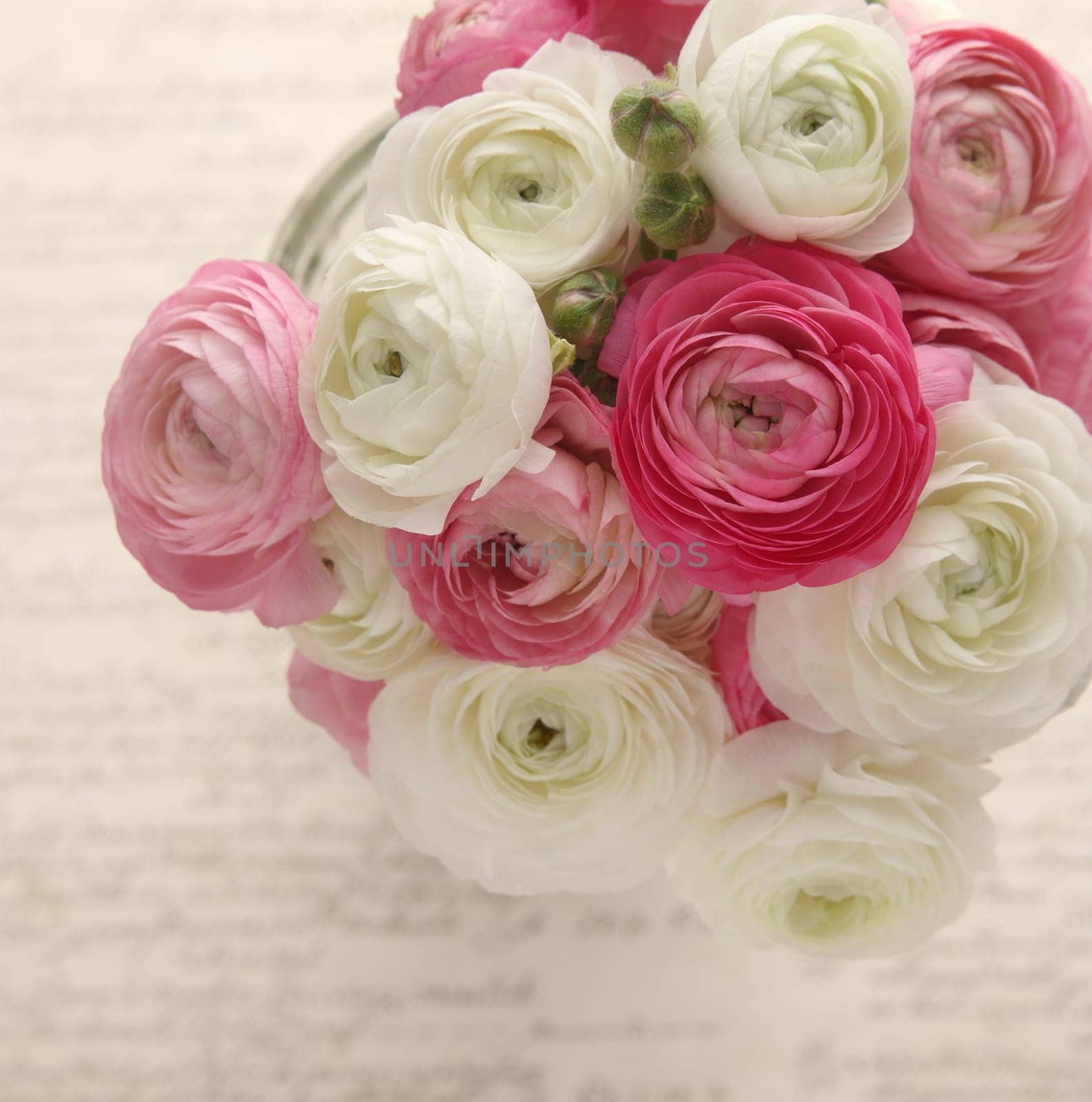 pink and white ranunculus with script