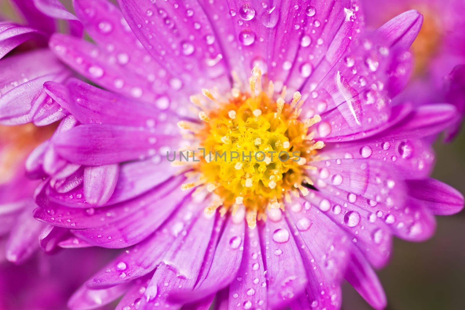 Close up of New York aster or Michaelmas daisy flowering in autumn sunshine