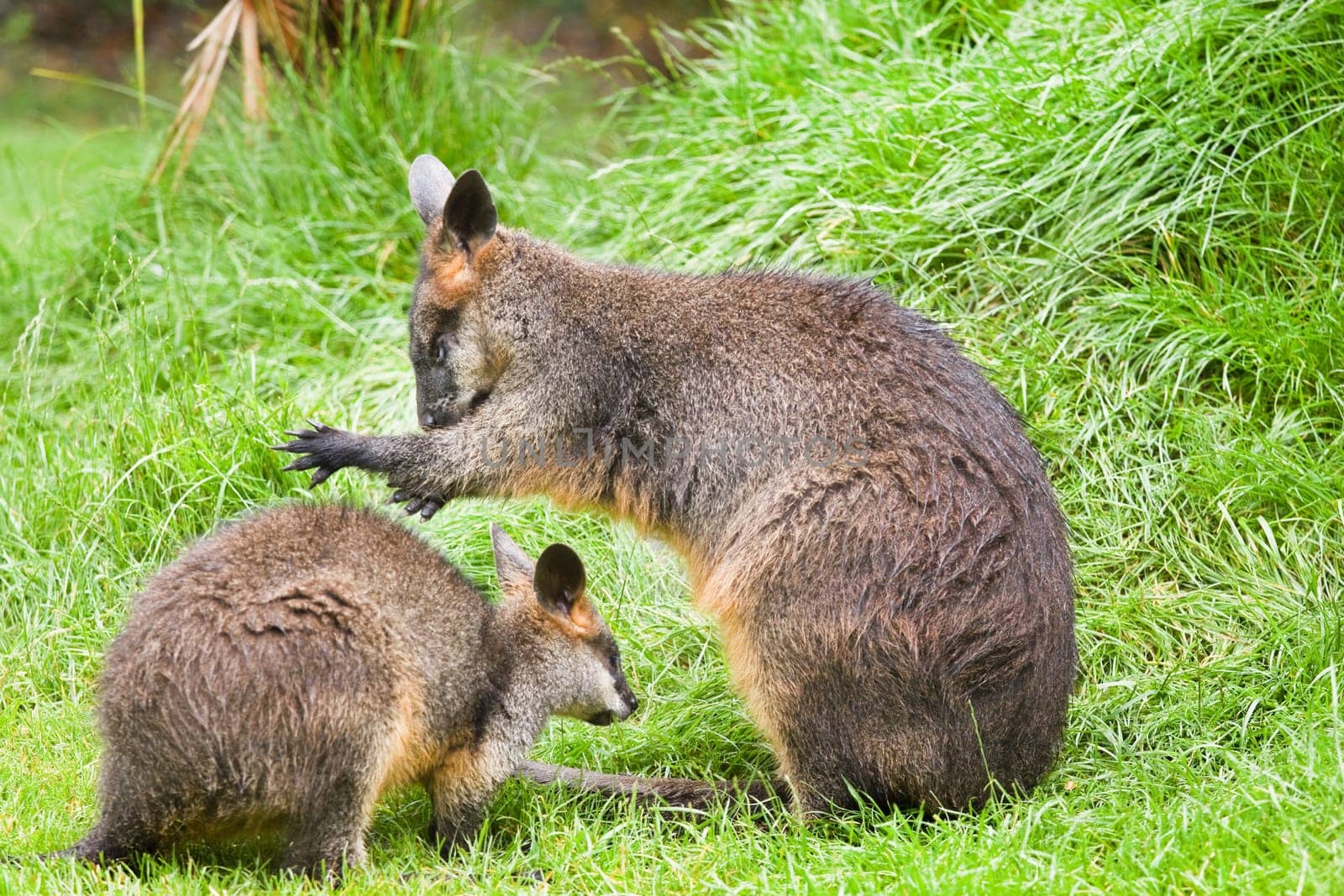 Swamp wallabies in high grass on rainy day in summer