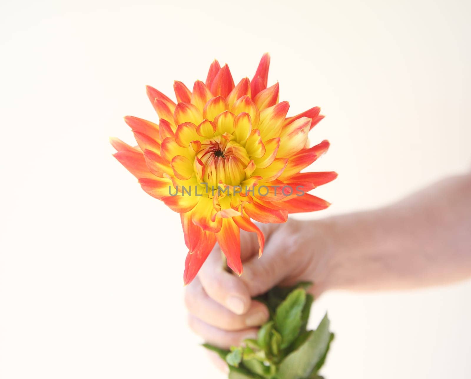 a man holds a single brightly-colored fresh dahlia