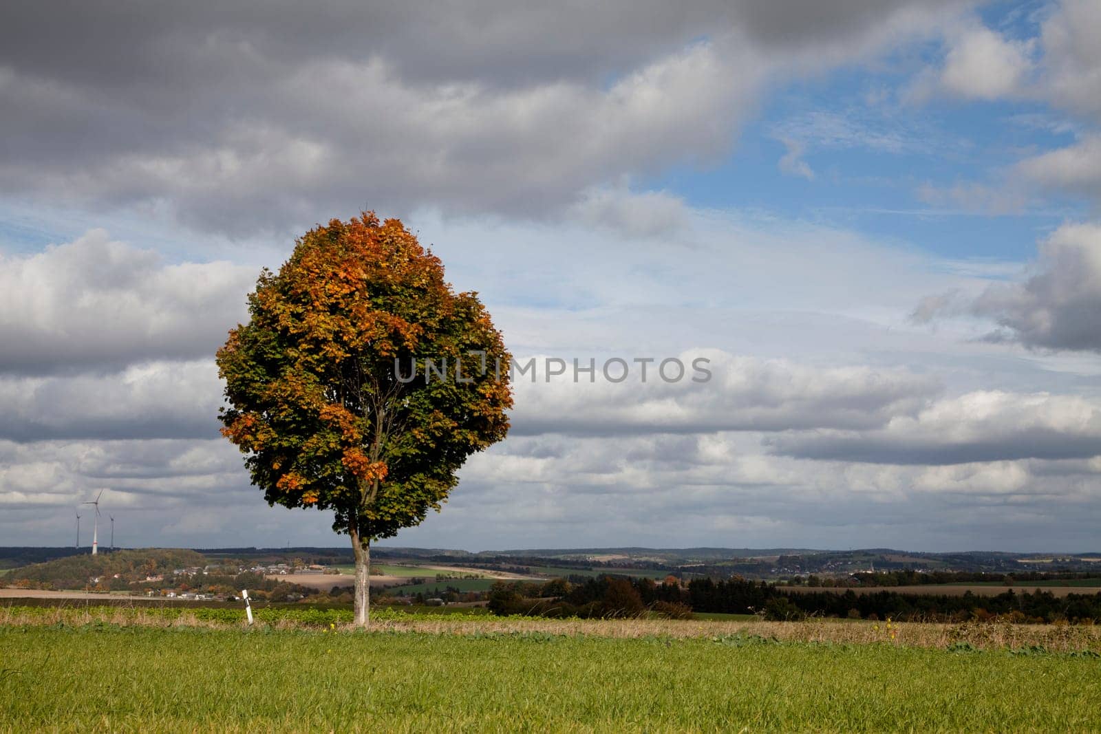 Maple tree tree with autumn colouring near Rehau in Upper Franconia