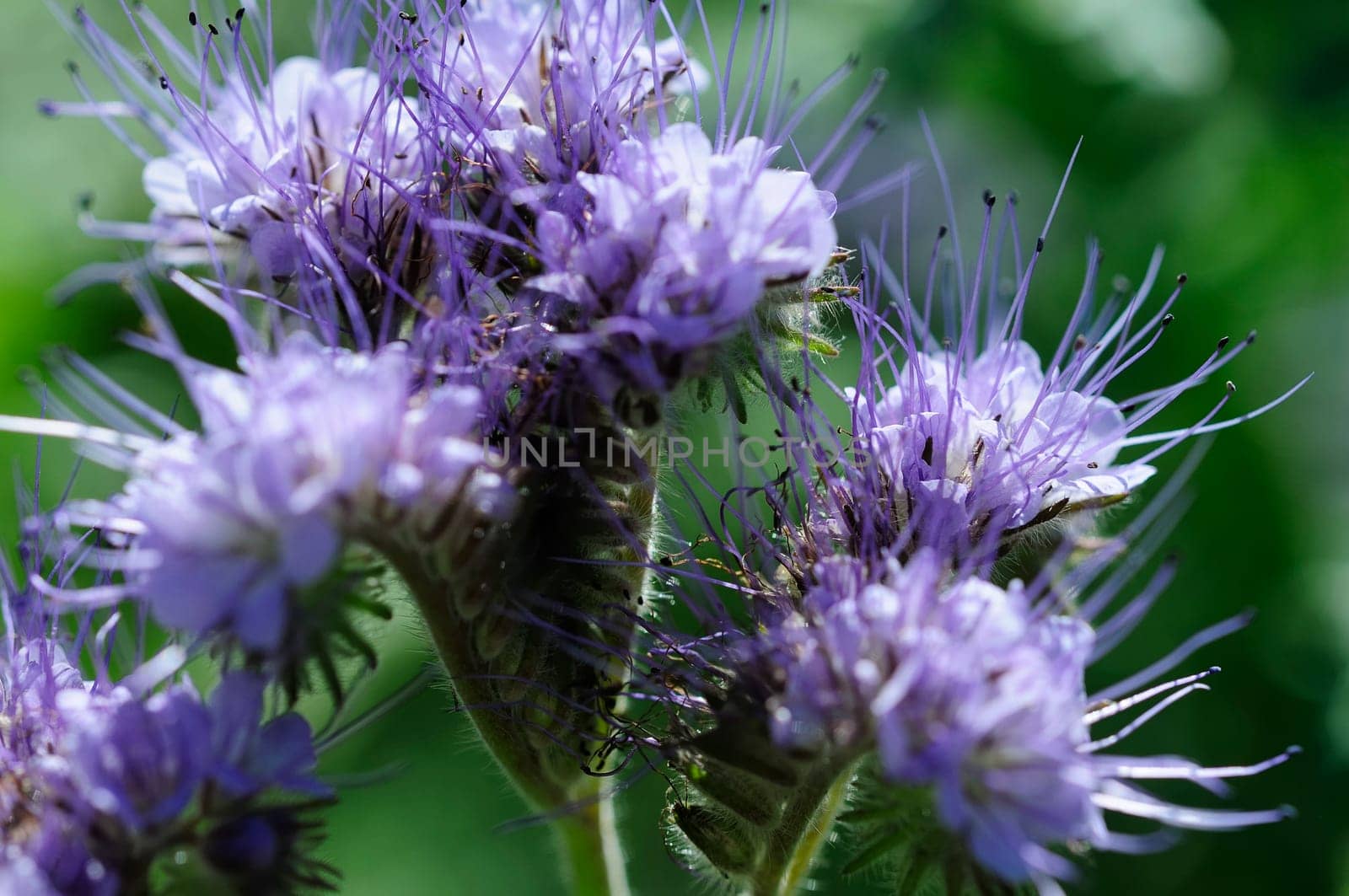 Beard flower
