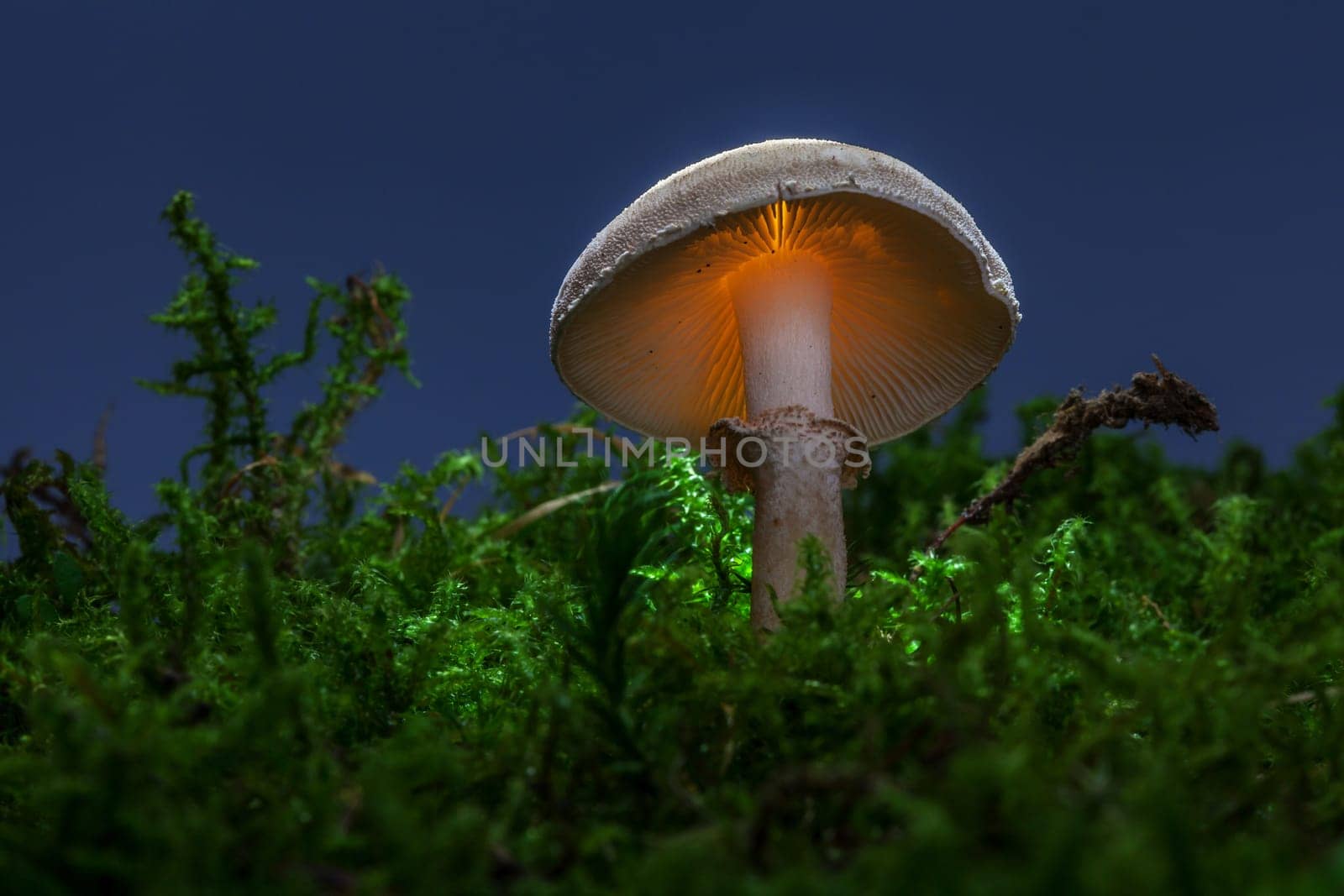 Mushrooms with a difference